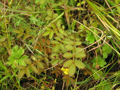 Argentina anserinoides