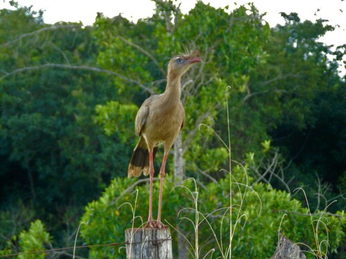 Red-legged Seriema