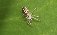 Cosmophasis baehrae