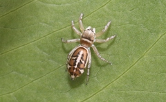 Cosmophasis baehrae