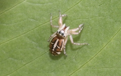 Cosmophasis baehrae