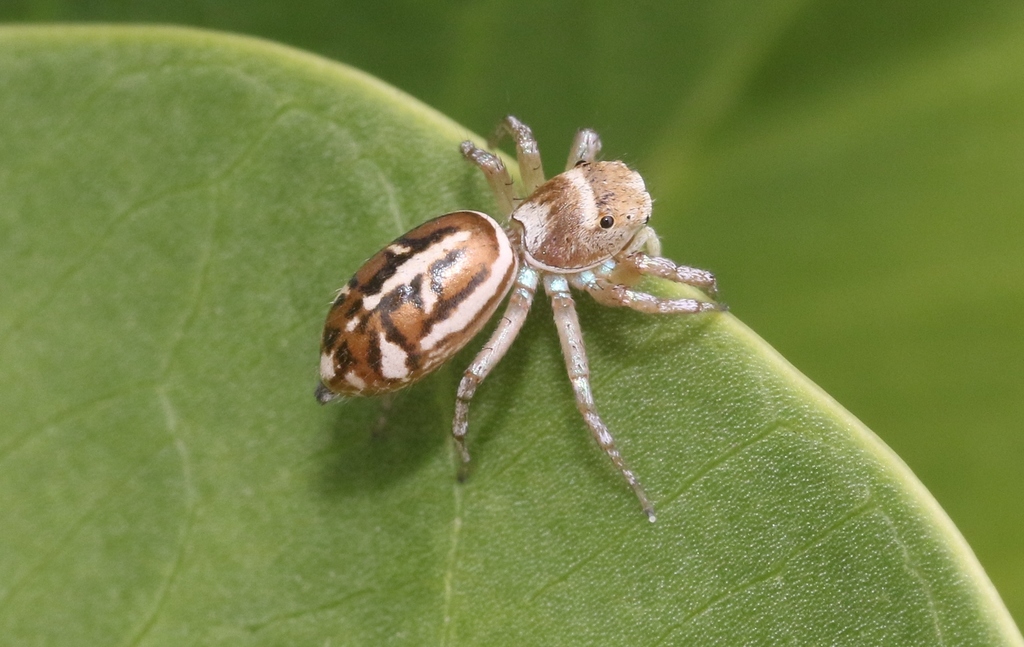 Baehr's Cosmophasis