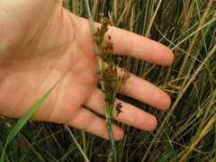 Juncus sarophorus