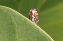 Cosmophasis baehrae