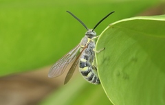 Radumeris radula