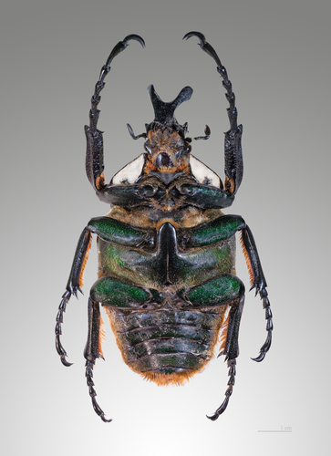 Goliath Beetles (Genus Goliathus) · iNaturalist