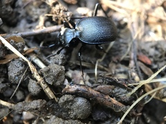 Scaphinotus interruptus