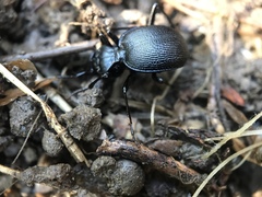 Scaphinotus interruptus