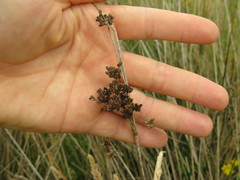 Juncus sarophorus