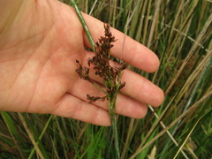 Juncus sarophorus