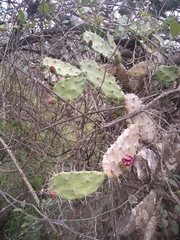 Opuntia dejecta