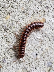 Eurymerodesmus varius