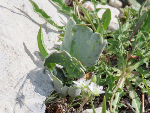 Ranunculus brevifolius, photograph 2