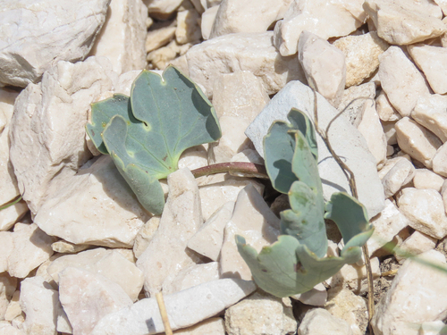 Ranunculus brevifolius, photograph 1