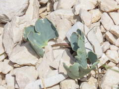 Ranunculus brevifolius, photograph (c) Emanuele Santarelli, some rights reserved (CC BY-SA)