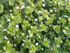 Veronica persica