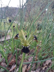 Iris tuberosa