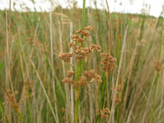 Juncus australis