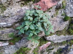 Parietaria judaica
