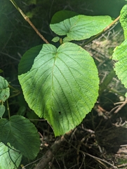Viburnum lantanoides image