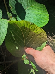 Viburnum lantanoides image