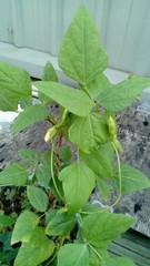 Psophocarpus tetragonolobus