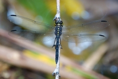 Agrionoptera longitudinalis biserialis