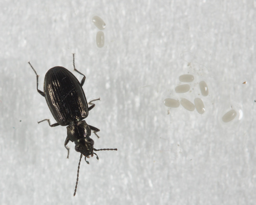 Four-pitted Riverbank Ground Beetle