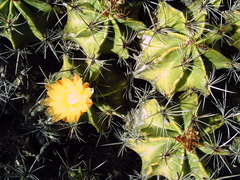 Ferocactus robustus