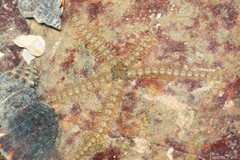 Macrophiothrix