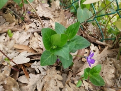 Vinca major