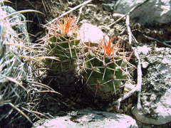 Mammillaria carnea