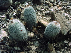 Mammillaria haageana meissneri
