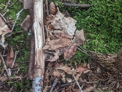 Lithobates sylvaticus image