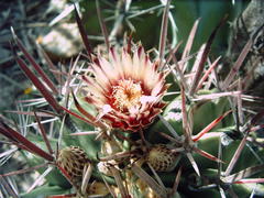 Ferocactus recurvus recurvus