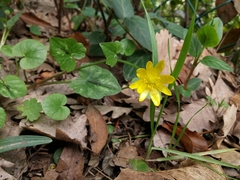 Ficaria verna