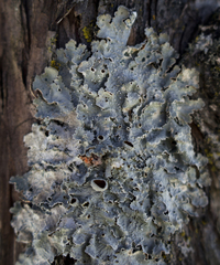 Punctelia hypoleucites