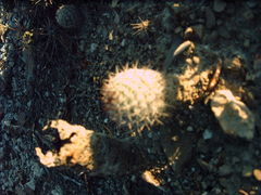 Mammillaria haageana meissneri