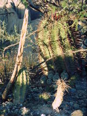 Ferocactus recurvus recurvus