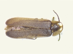 Phausis rhombica