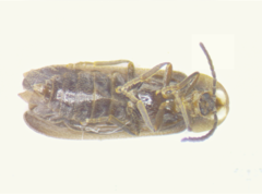 Phausis rhombica