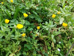 Calendula arvensis