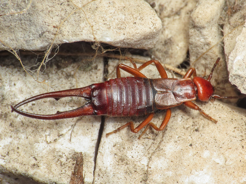 Forficula apennina