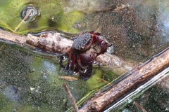 Neosarmatium fourmanoiri