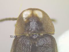 Phausis rhombica