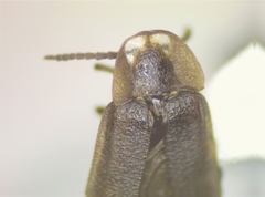 Phausis rhombica