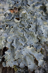 Punctelia hypoleucites