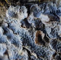 Punctelia hypoleucites