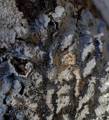 Punctelia hypoleucites