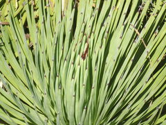 Agave stricta